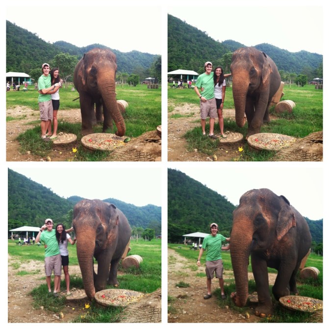 elephant photo bomb